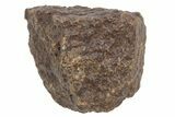Chondrite Meteorite ( grams) - Western Sahara Desert #233188-1